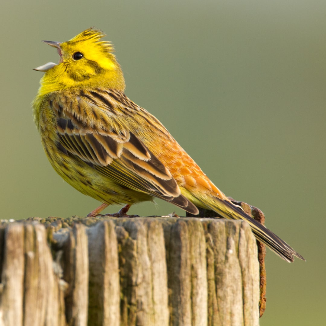 YELLOWHAMMER (Emberiza citrinella) songbird factfile